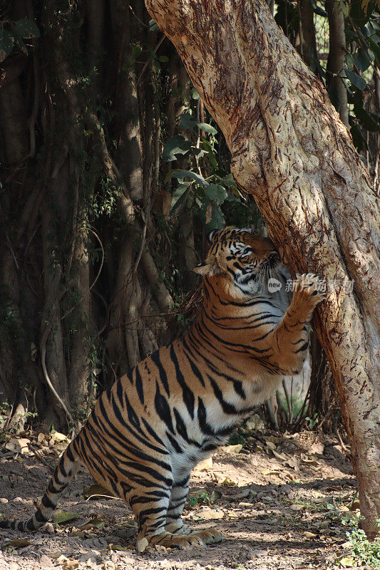 印度虎(Panthera tigris)站立在后腿上，在阴凉处抓树干，靠在树上，抓柱子，胡须，侧面视图，重点在前景